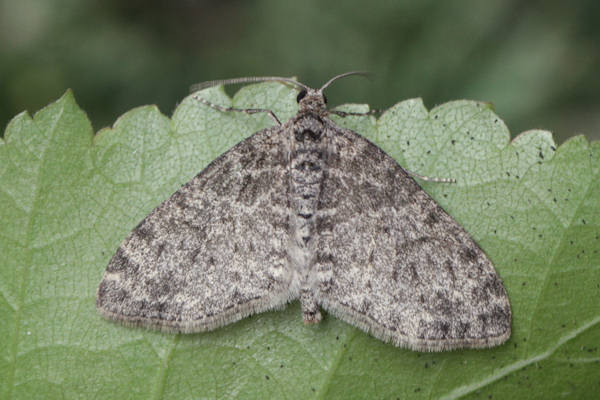 Lobophora halterata: Bild 2