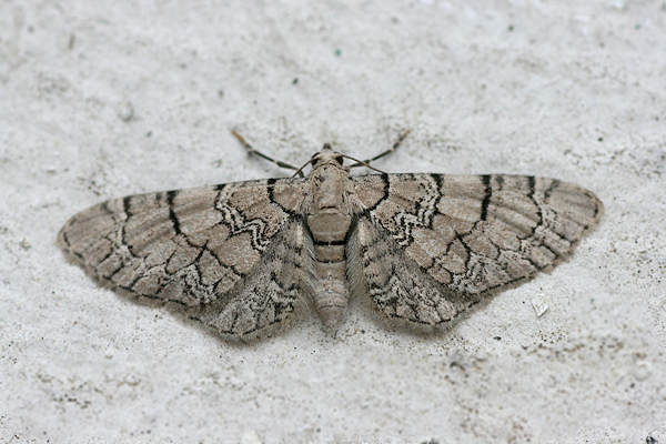 Eupithecia schiefereri: Bild 6