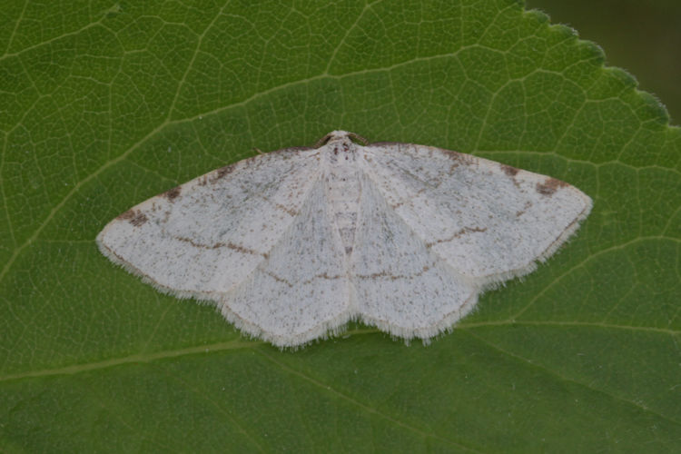 Stegania trimaculata: Bild 4