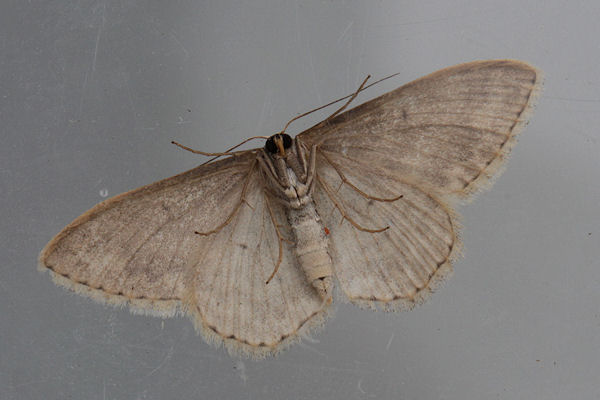 Scopula marginepunctata: Bild 66