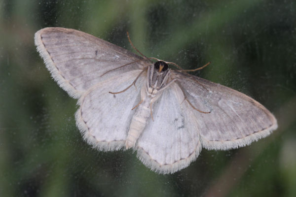 Scopula marginepunctata: Bild 68