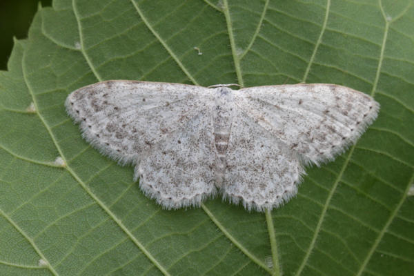 Scopula marginepunctata: Bild 48