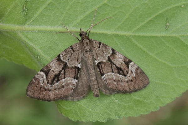 Epilobophora sabinata sabinata: Bild 5