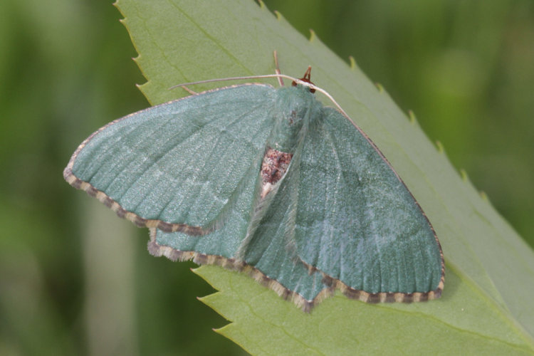 Hemithea aestivaria: Bild 10