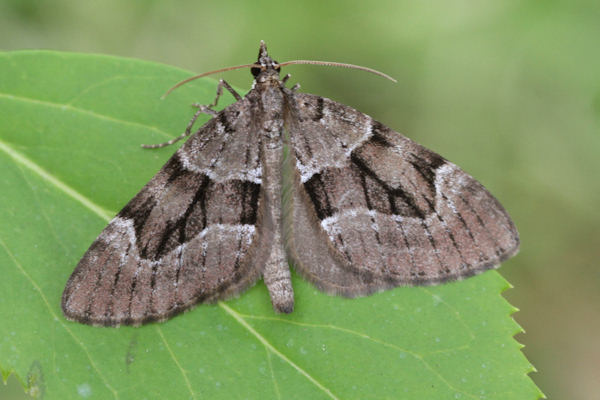 Epilobophora sabinata sabinata: Bild 1