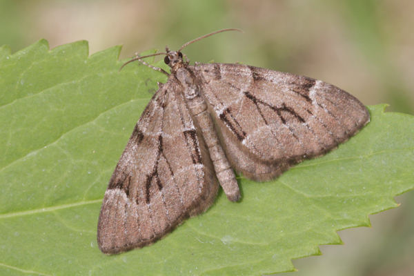 Epilobophora sabinata sabinata: Bild 10