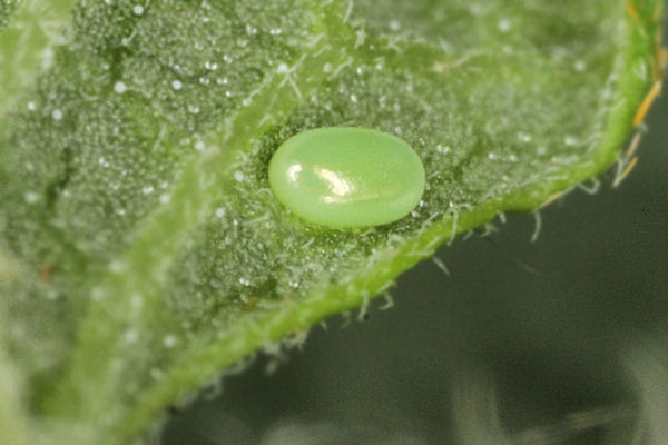Pseudopanthera macularia: Bild 6