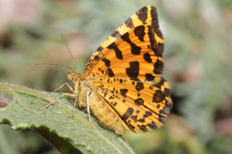 Pseudopanthera macularia: Bild 12