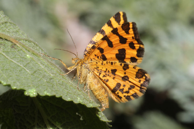 Pseudopanthera macularia: Bild 14