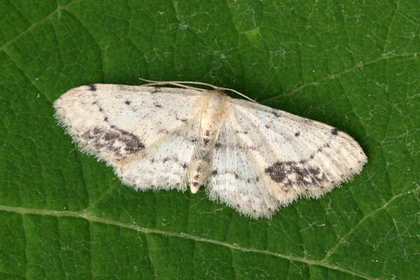 Idaea dimidiata: Bild 11