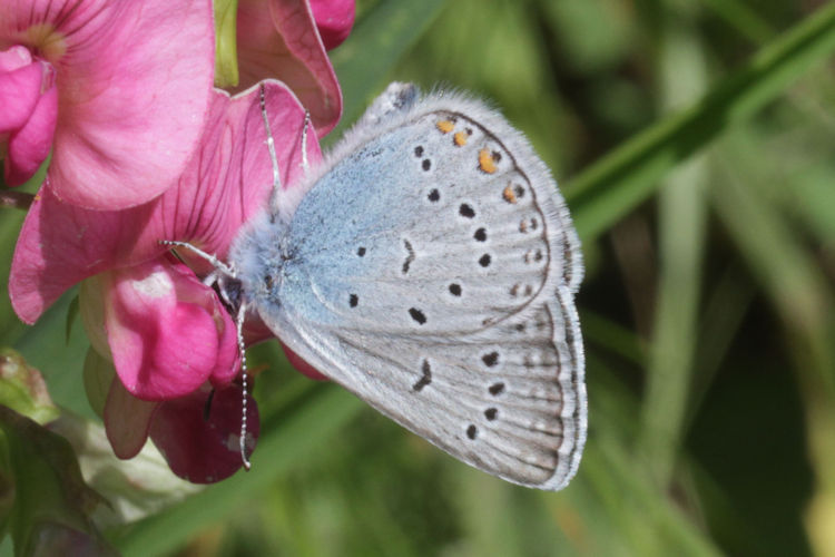 Polyommatus amandus: Bild 30