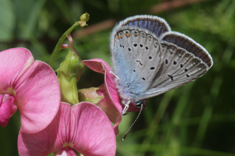 Polyommatus amandus: Bild 31