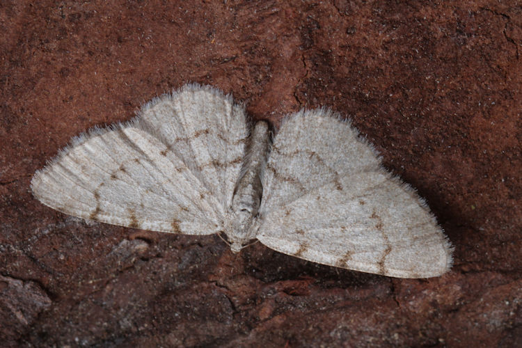 Aethalura punctulata: Bild 7