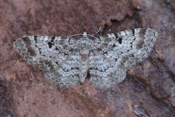 Eupithecia abietaria: Bild 1