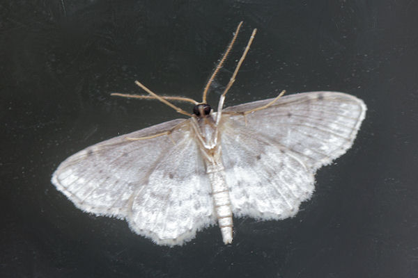 Idaea dimidiata: Bild 20