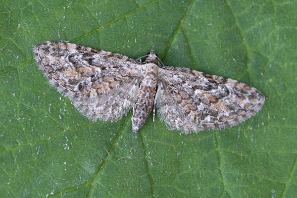 Eupithecia icterata: Bild 15