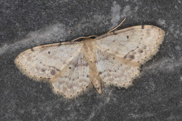 Idaea dimidiata: Bild 2