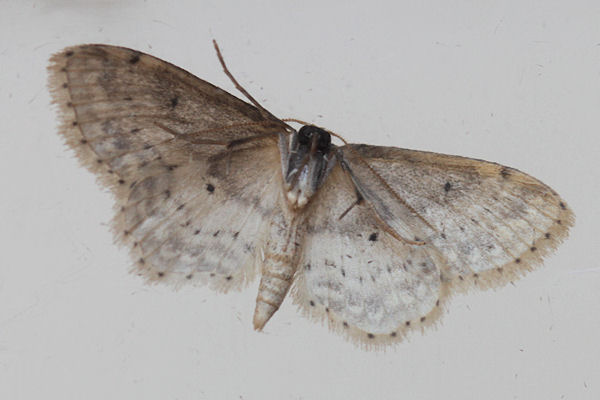 Idaea dimidiata: Bild 21