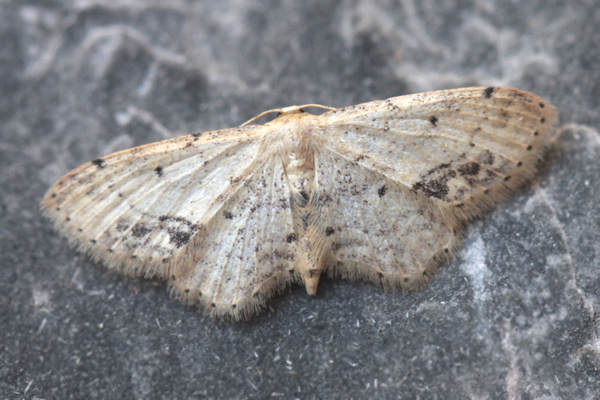 Idaea dimidiata: Bild 4