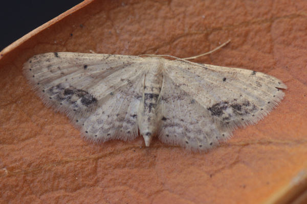 Idaea dimidiata: Bild 12