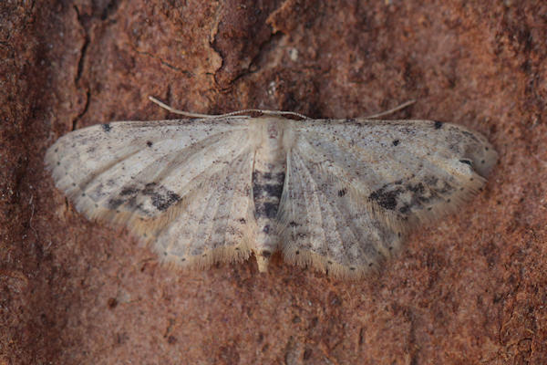 Idaea dimidiata: Bild 13