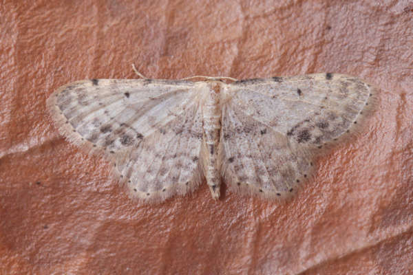 Idaea dimidiata: Bild 5