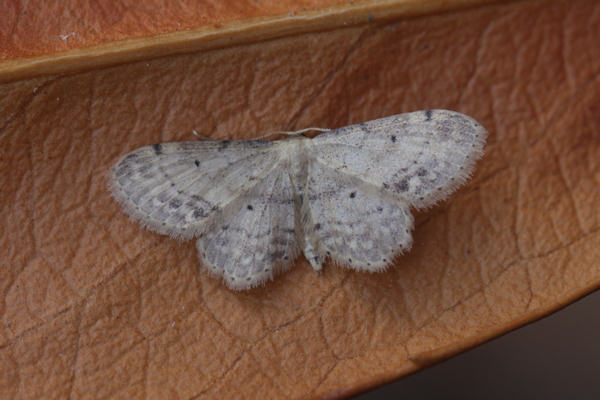 Idaea dimidiata: Bild 6