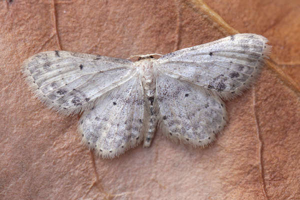 Idaea dimidiata: Bild 7