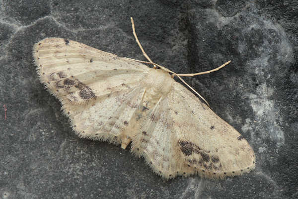 Idaea dimidiata: Bild 1