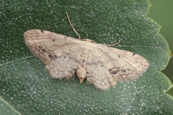 Idaea dimidiata: Bild 17