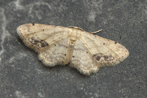 Idaea dimidiata: Bild 8