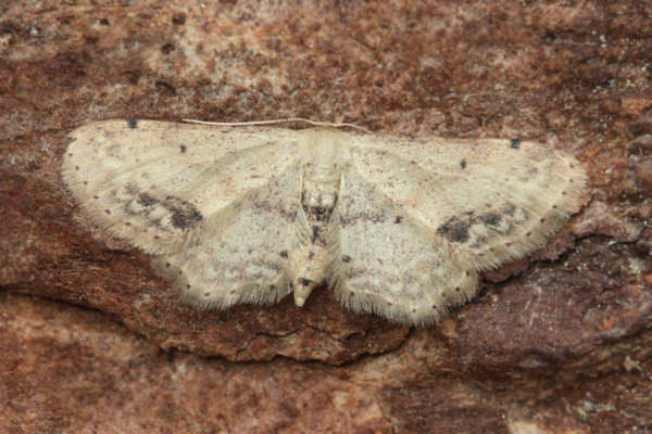 Idaea dimidiata: Bild 18