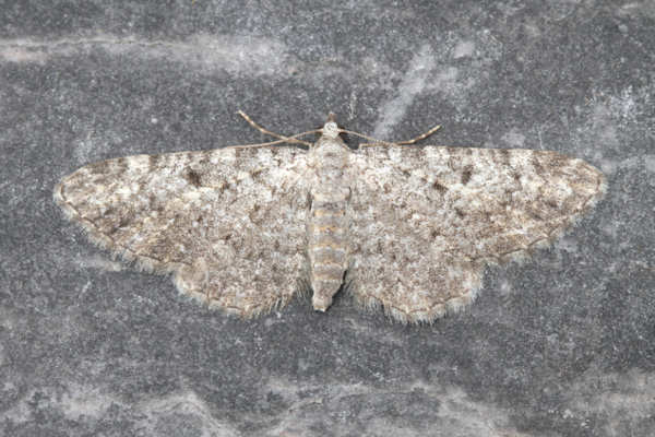 Eupithecia semigraphata: Bild 4