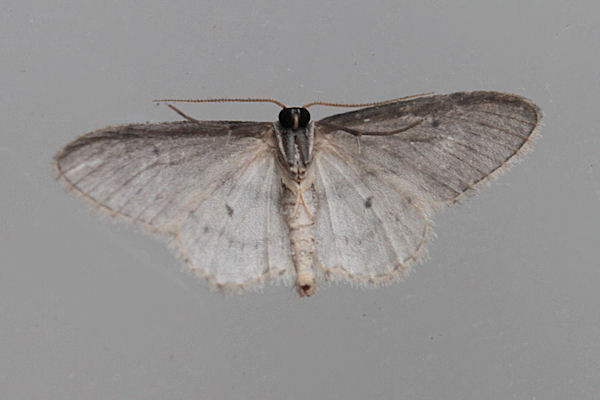 Idaea seriata: Bild 25