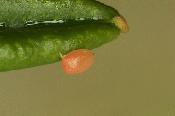 Entephria cyanata: Bild 1