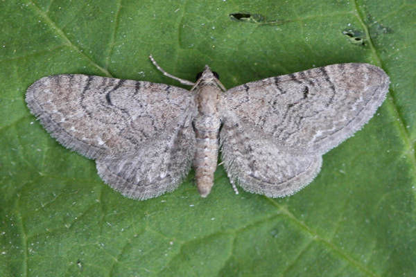 Eupithecia alliaria: Bild 1