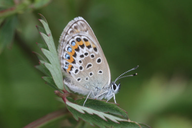 Plebejus argus: Bild 48