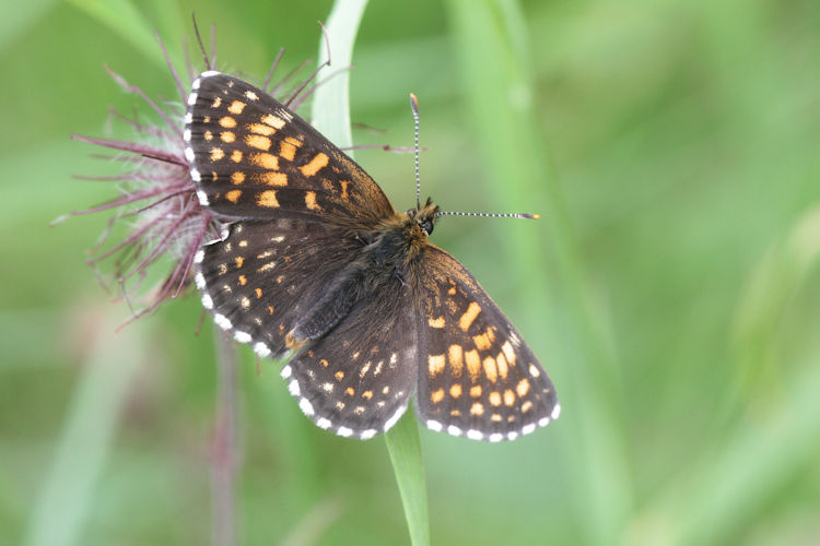 Melitaea diamina: Bild 10