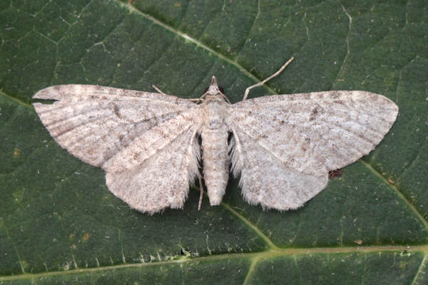 Eupithecia cauchiata: Bild 1