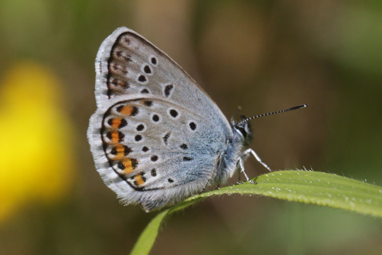 Plebejus argus: Bild 35