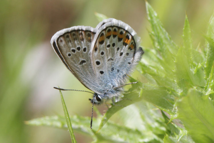 Plebejus argus: Bild 36