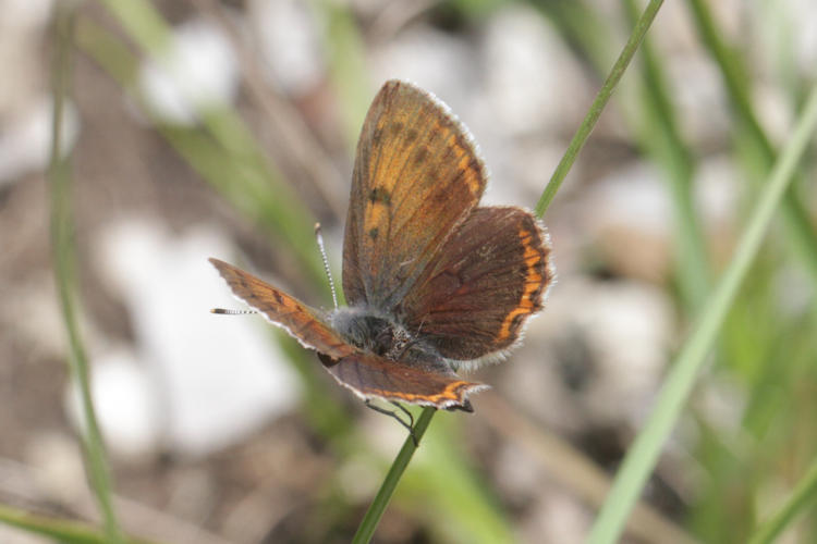 Lycaena hippothoe euridice: Bild 15