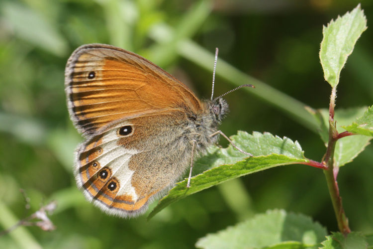 Coenonympha arcania: Bild 21