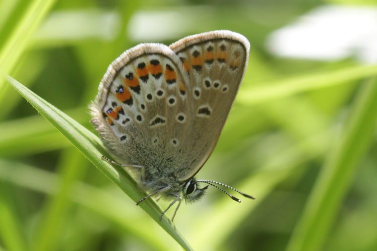 Plebejus argus: Bild 49