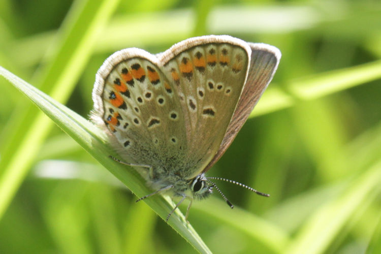 Plebejus argus: Bild 50