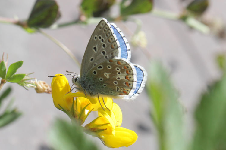 Lysandra bellargus: Bild 40