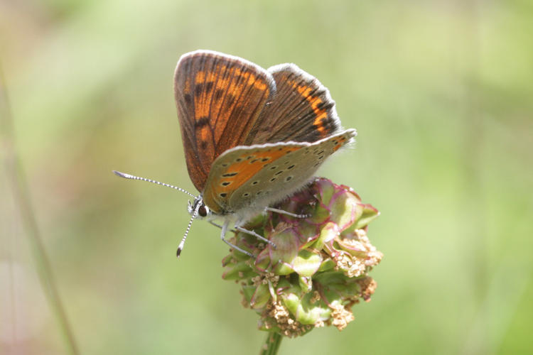 Lycaena hippothoe euridice: Bild 16