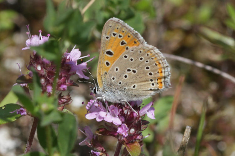 Lycaena hippothoe euridice: Bild 25