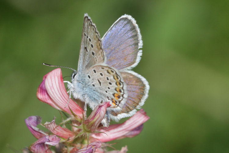 Plebejus argus: Bild 37