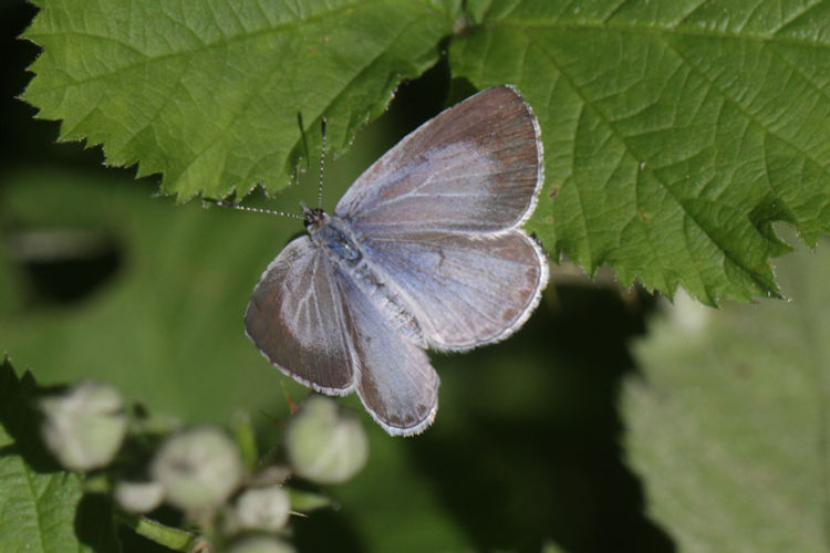 Celastrina argiolus: Bild 6